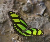 Selva Lodge Ecuador - Schmetterling Amazonas