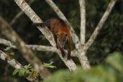 acha Lodge - Amazonas Tierwelt