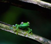 Selva Lodge Ecuador - Frosch Amazonas