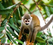 Selva Lodge Ecuador - Tierwelt Amazonas