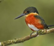 Sani Lodge - American Pygmy Kingfisher