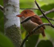 Sani Lodge - Vogelbeobachtung