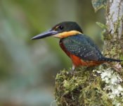 Sani Lodge - Green-and-Rufous Kingfisher