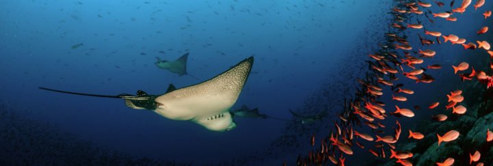 Tauchen auf Galapagos