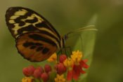 acha Lodge - Amazonas Schmetterling