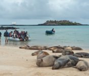 Galapagos Seaman Journey - Inselausflüge auf der Galapagos Kreuzfahrt