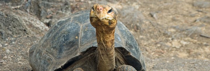 Galapagos Riesenschildkröten