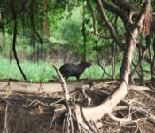 Cattleya Journey - Tierwelt Amazonas