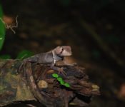 Cattleya Journey -Tierwelt Amazonas