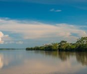 Cattleya Journey - Landschaft Amazonas