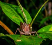 Cattleya Journey - Frosch Amazonas