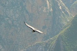Kondore im Colca Canyon
