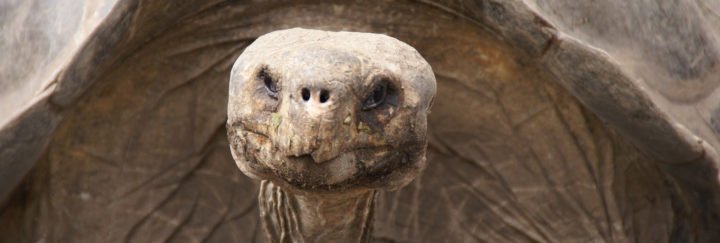 Geschichte der Galapagos Inseln - Schildkröte