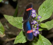 Mashpi Lodge - Schmetterlinge