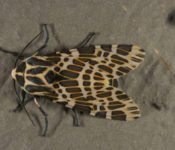 Mashpi Lodge - Schmetterlinge