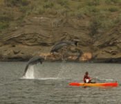 Galapagos Kreuzfahrt Athala II - Kayaking