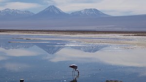 Lago Chaxa - Salar de Atacama