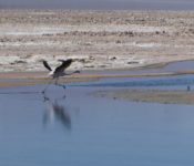 Lago Chaxa - Salar de Atacama