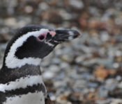 Pinguin Islote Conejo