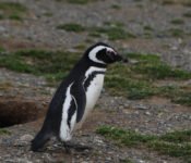 Pinguin Islote Conejo