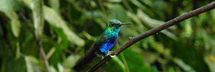 Kolibri Ecuador - Von eime Höhepunkt zum nächsten