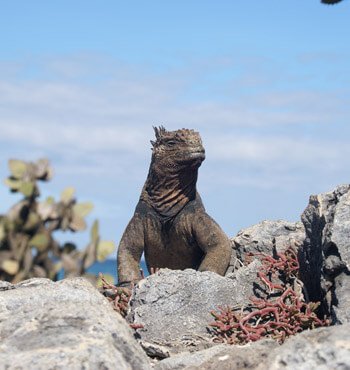 Galapagos Reisen - Leguan