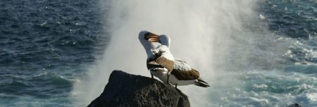 Albatrosse - Bewertung bei Trustpilot