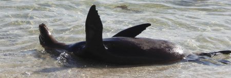 Ecuador sehr authentisch - Seelöwe auf Galapagos