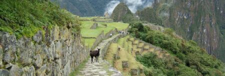 Machu Picchu - Lama