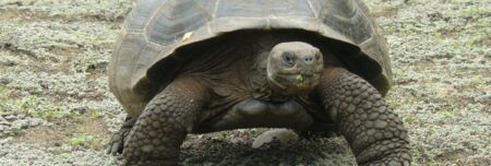 Schildkröte Galapagos Inseln